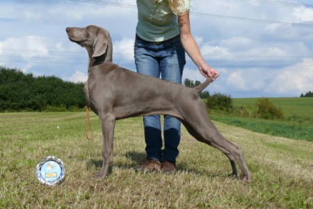 Chovatelská stanice Silver Sfinx - VOK:)